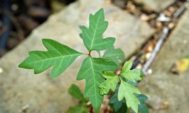 How to Cure and Get Rid of Poison Ivy Rash Fast