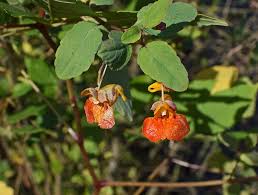 jewelweed for poison ivy